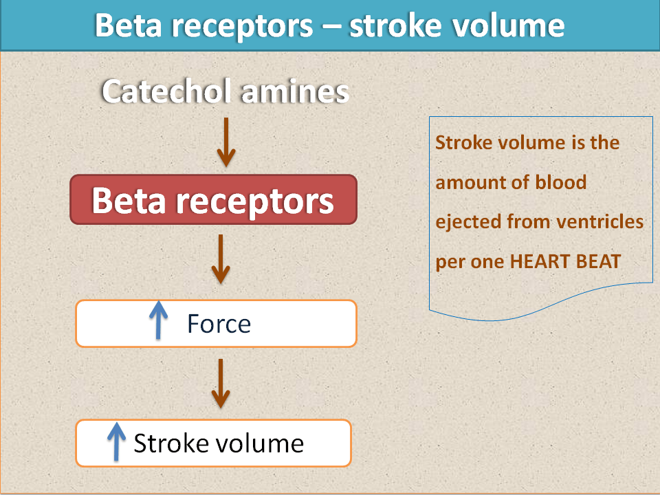 Increase in stroke volume by beta receptors